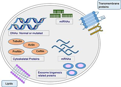 Roles and Clinical Application of Exosomes in Prostate Cancer